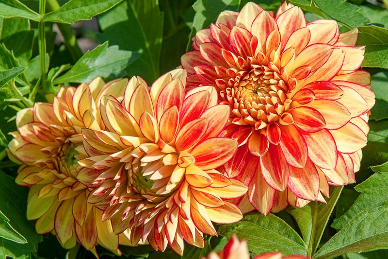 Dahlia ‘Lake Ontario’