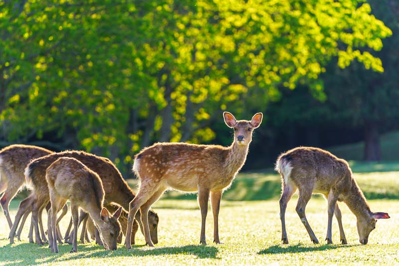 Garden Deer - treatment and control