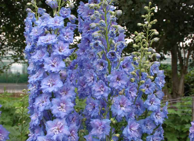 Are delphiniums sale toxic to dogs