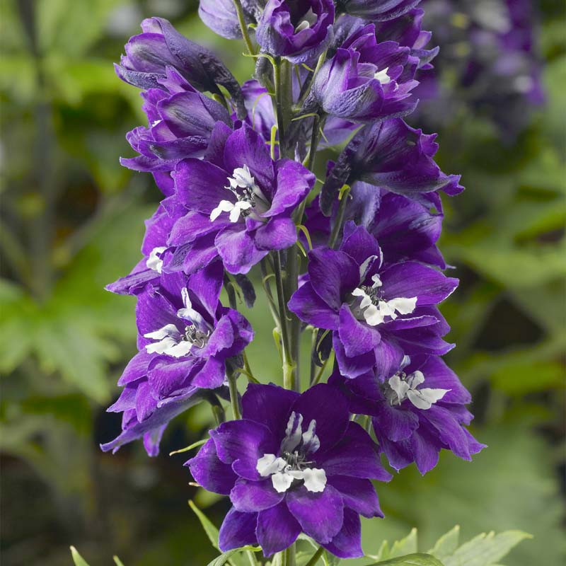 Delphinium elatum Delphina™ 'Dark Blue White Bee' (Dwarf Delphinium)