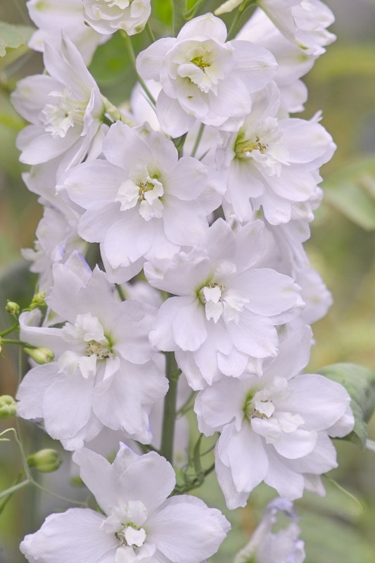 Delphinium 'Galahad' (Candle Larkspur)