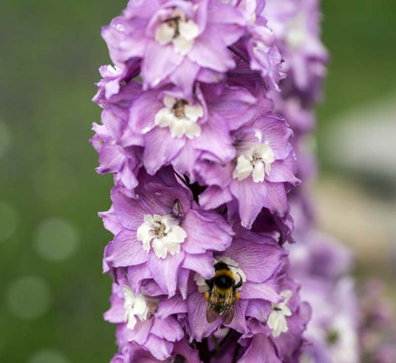 luxcaddy - Arbre Magique Lavender