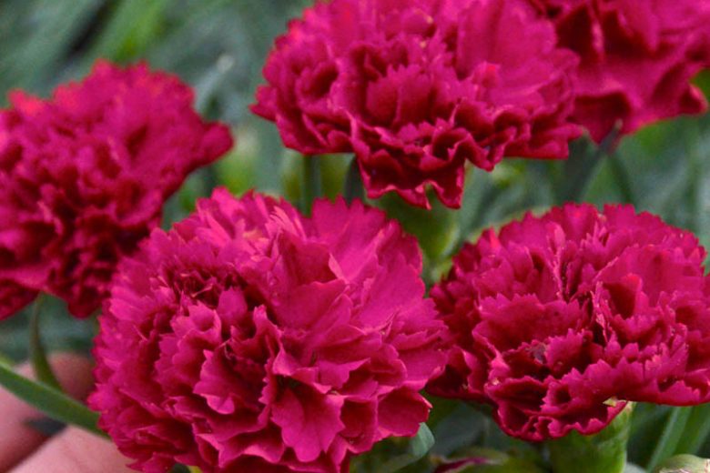 Dianthus 'Cranberry Cocktail' (Pink)