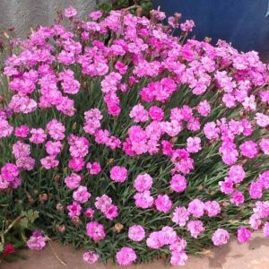 Dianthus chinensis (Chinese Pink)