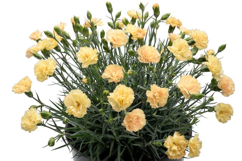 RP904-YE1 Bramble - Dianthus - Yellow Fabric