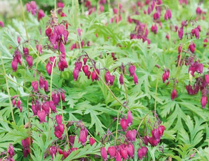 Dicentra formosa 'Bacchanal' (Pacific Bleeding Heart)