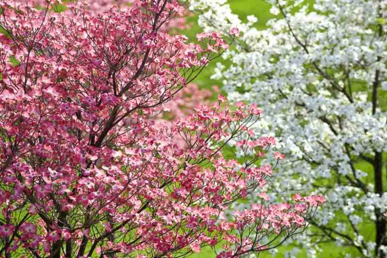 Stunning Dogwood Tree: Expert Guide to Planting & Care