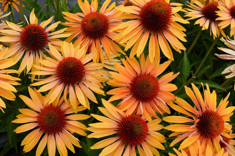 Echinacea 'Big Kahuna' (Coneflower)