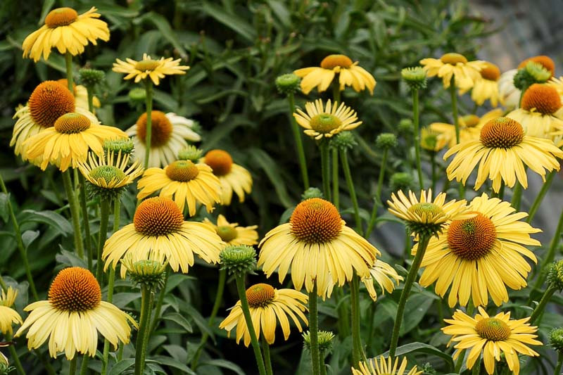 Echinacea 'Daydream' (Coneflower)