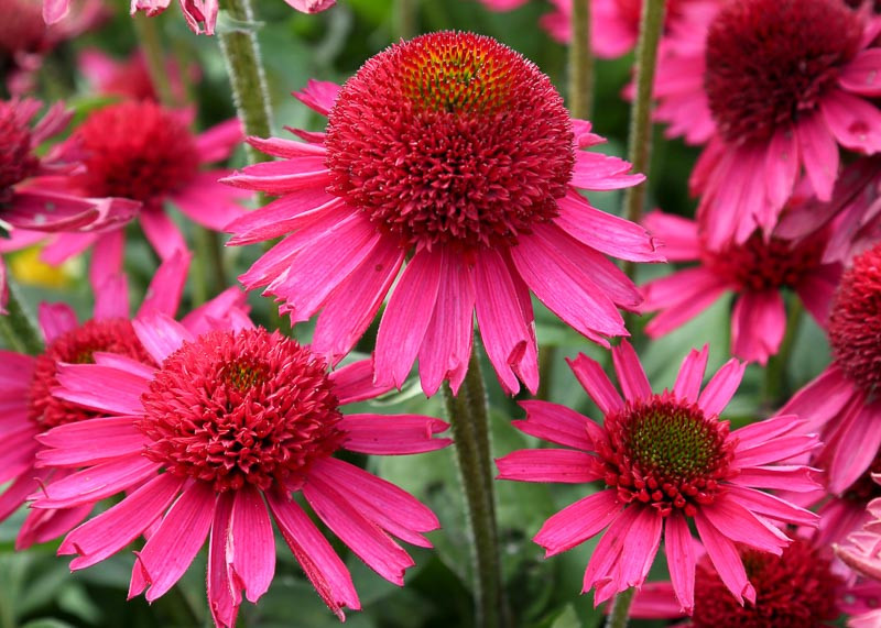 Echinacea 'Delicious Candy' (Coneflower)