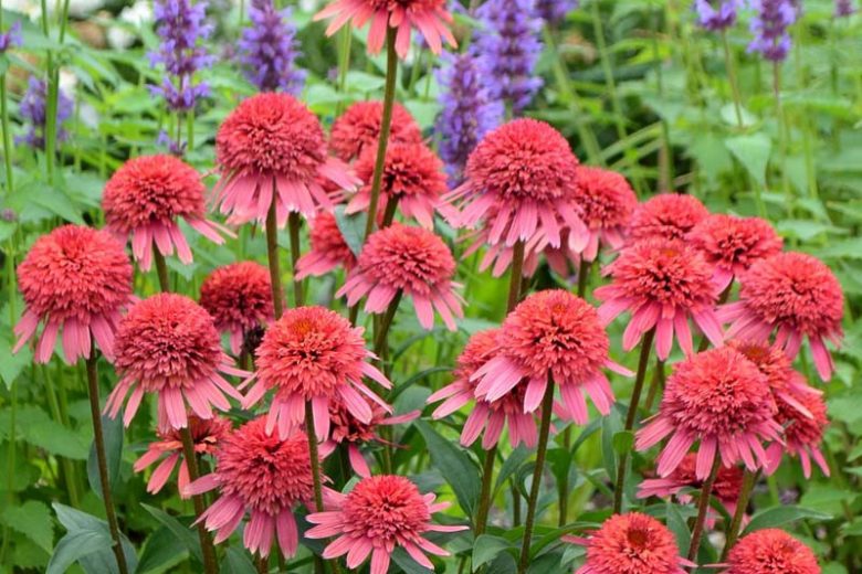 Echinacea 'Supreme Flamingo' (Coneflower)