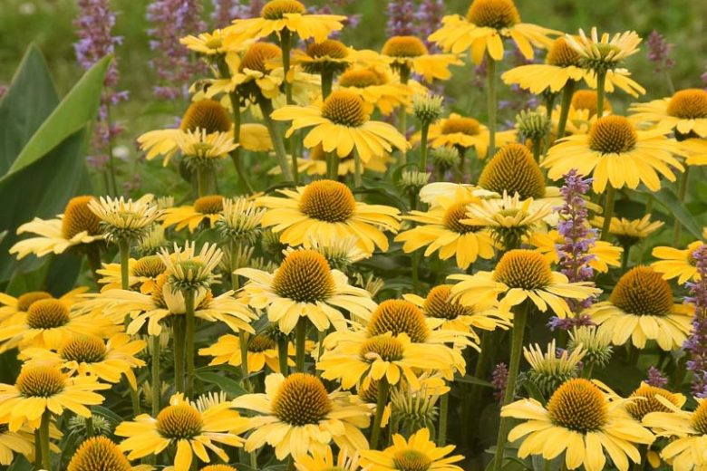 Echinacea 'Yellow My Darling' (Coneflower)