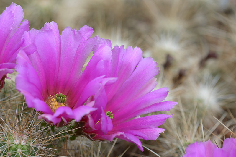 Echinocereus stramineus 25 Seeds - Straw Colored Hedgehog Cactus –  thegardenofset