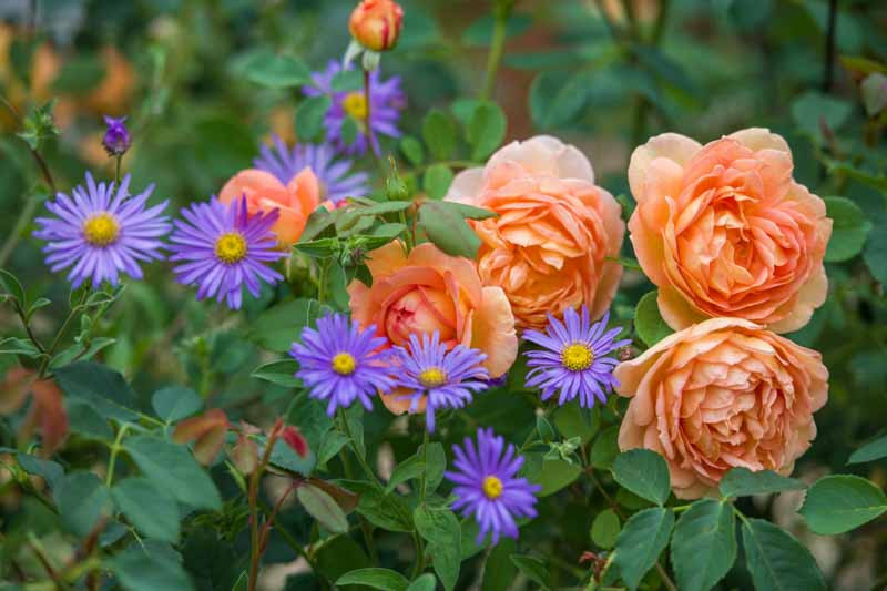 World's Top Ten Most Beautiful Flowers - Ben Bush Landscapes