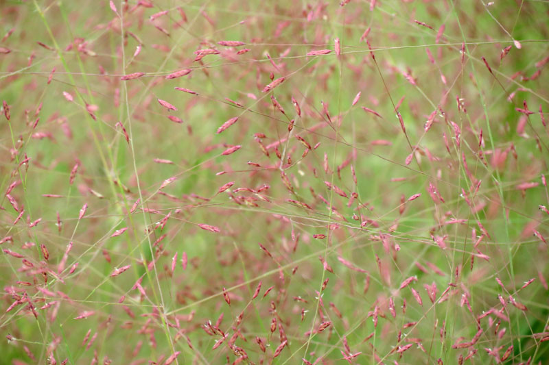 Eragrostis Spectabilis Purple Love Grass