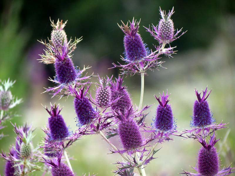 purple cone shaped flowers