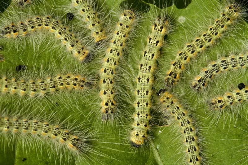 Fall webworm outlet