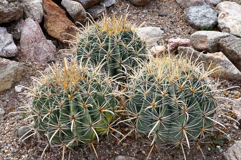 Barrel Cactus - Genus: Ferocactus - DesertUSA