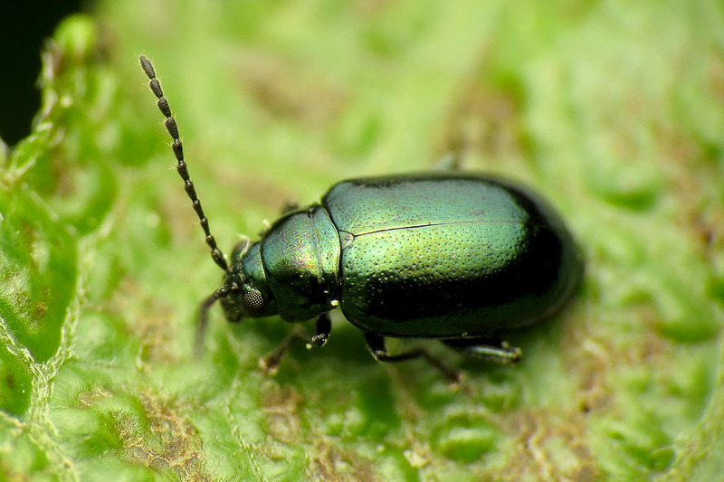 Flea beetle clearance control