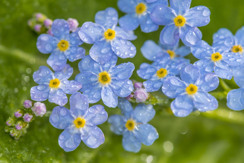 More Than One Kind of Forget-Me-Not: Wildflower Wednesday