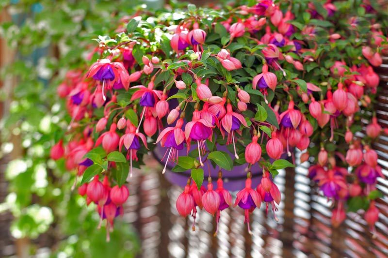 How to Grow and Care for Fuchsia Flowers