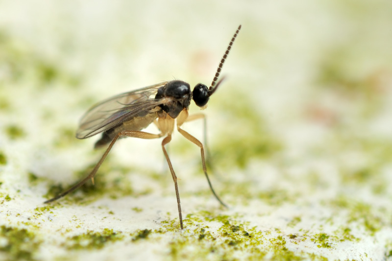 How to Get Rid of House Plant Flies (Fungus Gnats) - BBC Gardeners World  Magazine