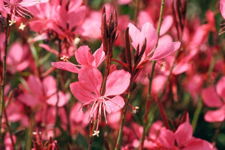 https://www.gardenia.net/wp-content/uploads/2023/05/gaura-lindheimeri-belleza-dark-pink-780x520.webp