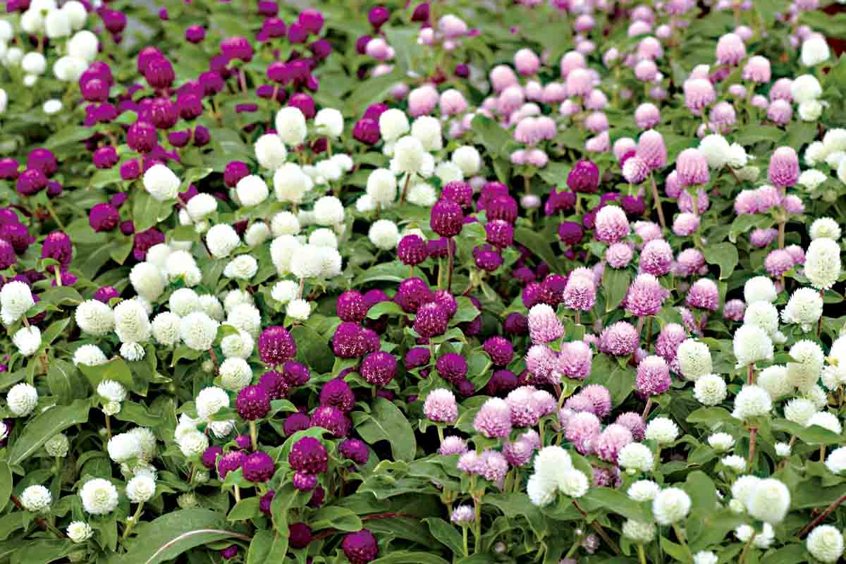 Gomphrena Seeds - Globe Amaranth Flowers - Annual Flower Seeds