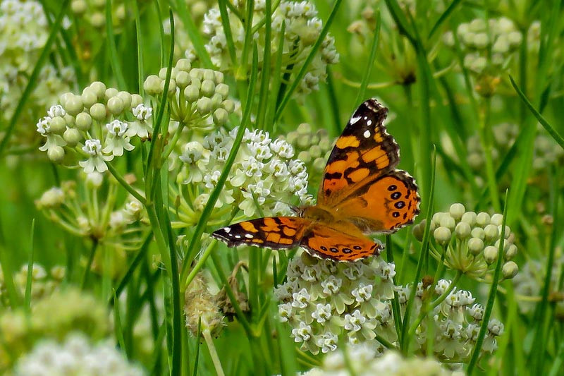 Great Pollinator Plants For Delaware