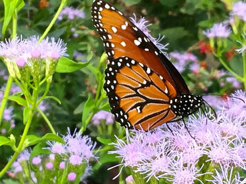 Great Pollinator Plants for Florida