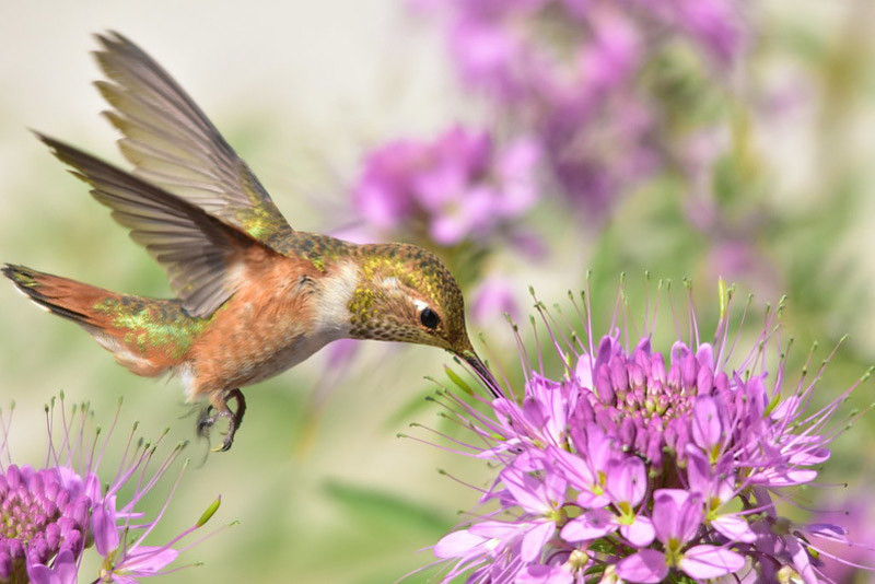 Great Pollinator Plants For Idaho