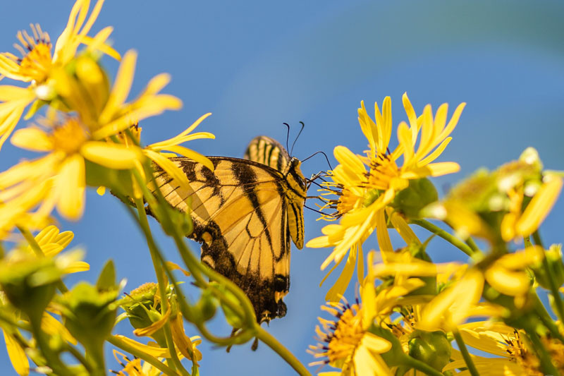 Great Pollinator Plants For Vermont