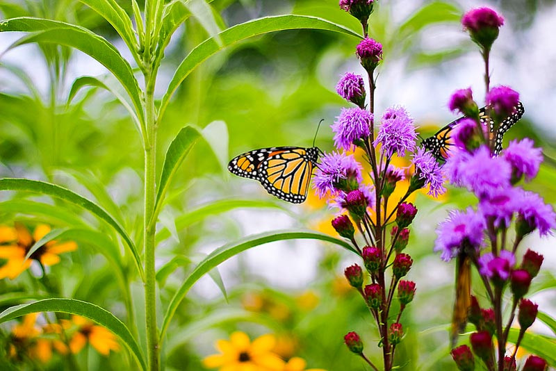 Great Pollinator Plants For Virginia