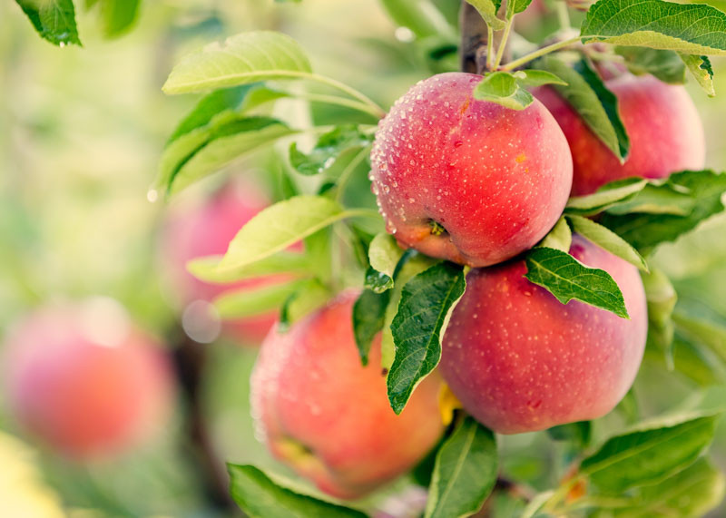 Apple season Australia: Growing and picking fresh apples
