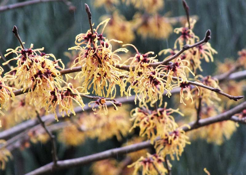 Hamamelis x intermedia 'Winter Beauty', Witch Hazel – Dancing Oaks Nursery  and Gardens