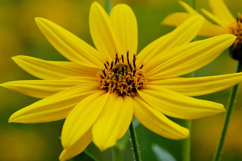 Helianthus pauciflorus (Stiff Sunflower)