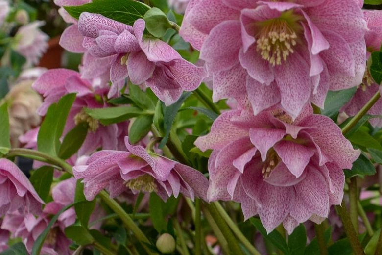 Helleborus 'Wedding Crasher' (Hellebore)