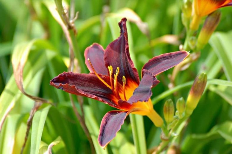 Hemerocallis 'Africa' (Reblooming Daylily)