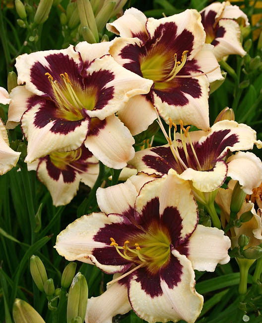 Hemerocallis ‘Moonlit Masquerade’ (Reblooming Daylily)