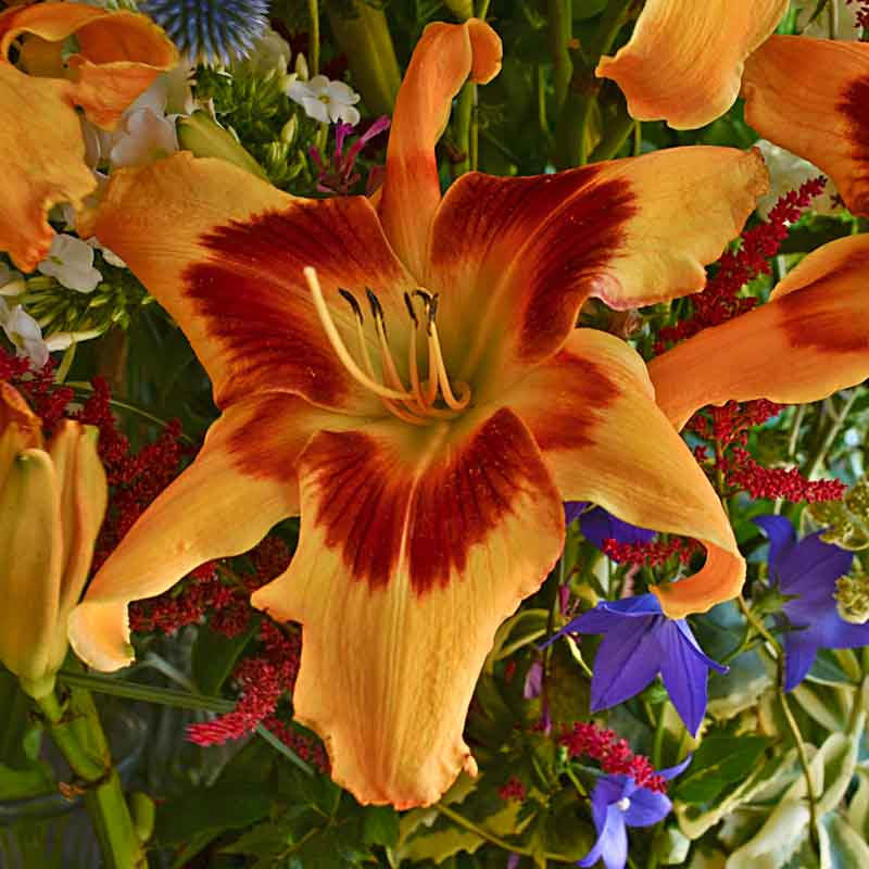 Hemerocallis 'Tiger Swirl' (Daylily)