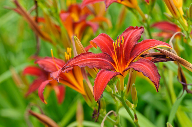 Hemerocallis ‘Crimson Pirate’ (Daylily)