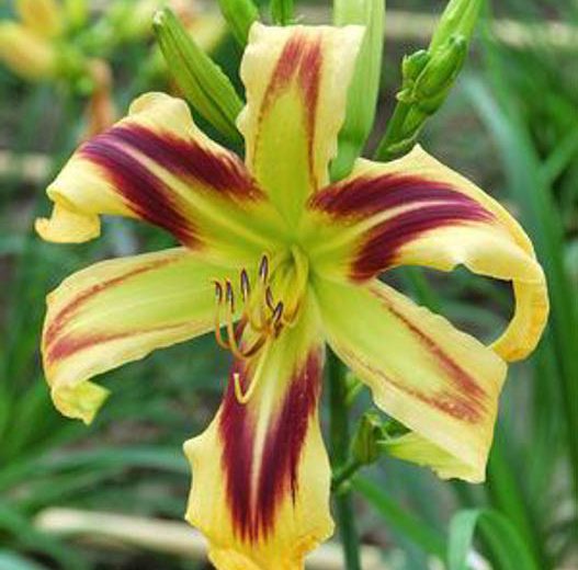 Hemerocallis 'Free Wheelin' (Reblooming Daylily)