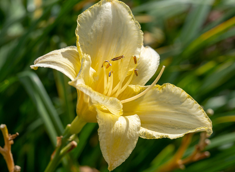 Hemerocallis ‘Ice Carnival’ (Reblooming Daylily)