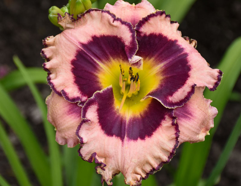 Hemerocallis 'Sound of My Heart' (Reblooming Daylily)