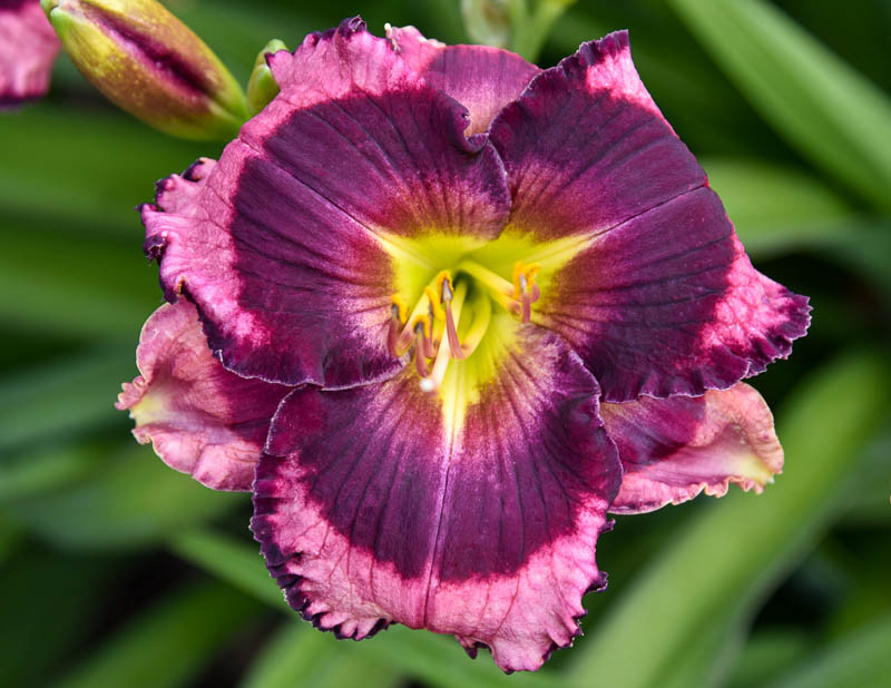 RAINBOW RHYTHM® 'Storm Shelter' Hemerocallis - Garden Crossings