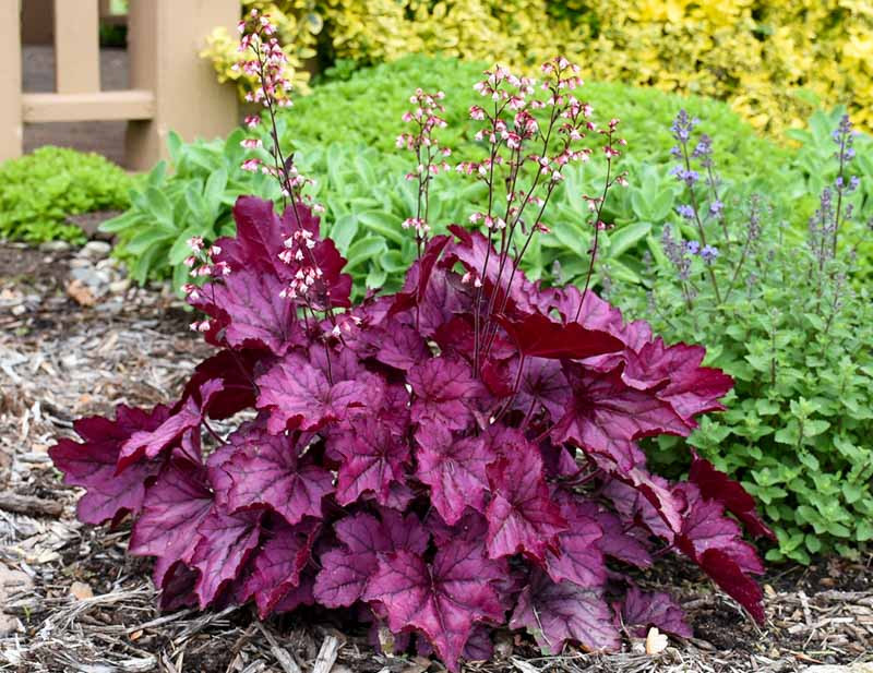 Coral bell online flowers