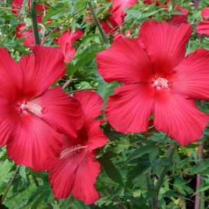 The Hibiscus Rose Therapy Fund