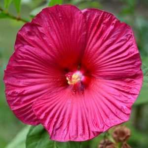 Hibiscus rosa-sinensis 'Fifth Dimension' (Tropical Hibiscus)