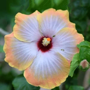 Hibiscus 'Starry Starry Night' (Rose Mallow)