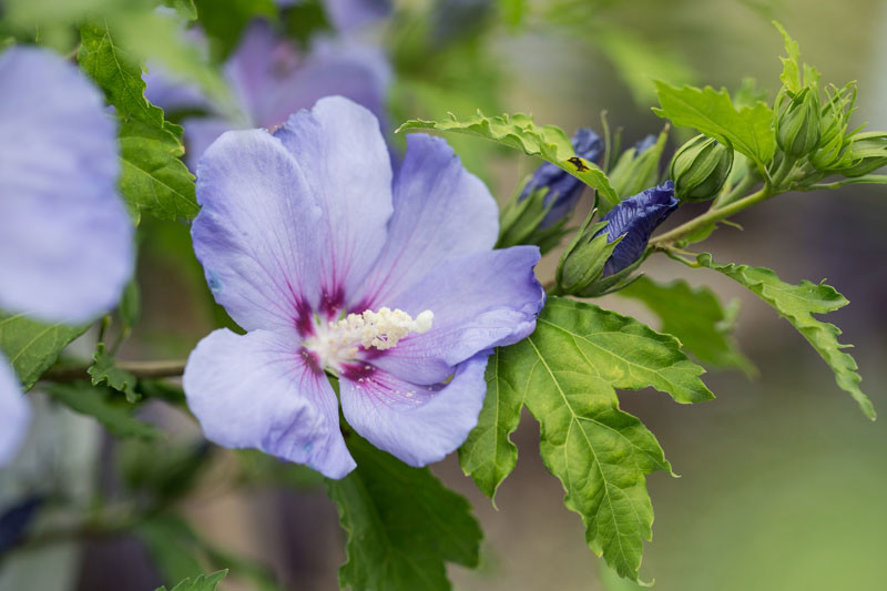 15 Red Hibiscus Varieties for Bold Garden Color